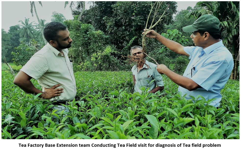Blog 100- Public-Private Partnership Extension Model for the Tea Smallholdi...