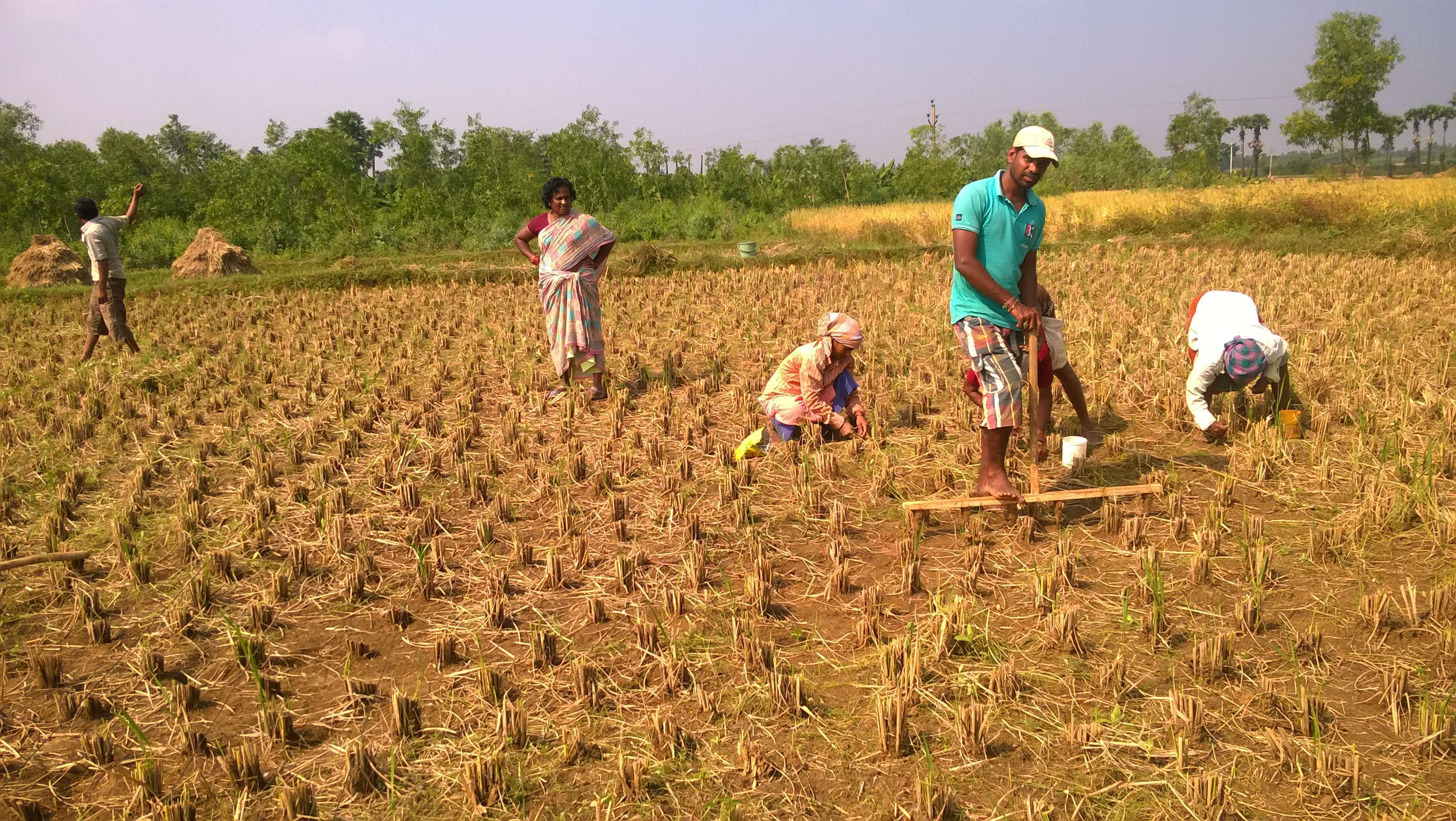 Zero tillage Maize Making holes with wooden peg marker (3
