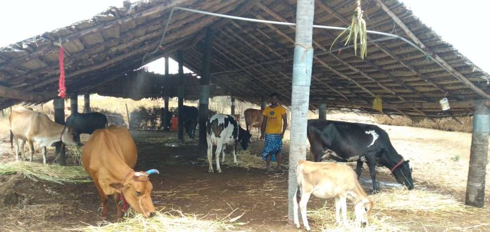 GOOD PRACTICES 42-Interventions to Improve Production and Productivity of  Livestock and Sustainable Livelihoods of Farmers | | Welcome to AESA