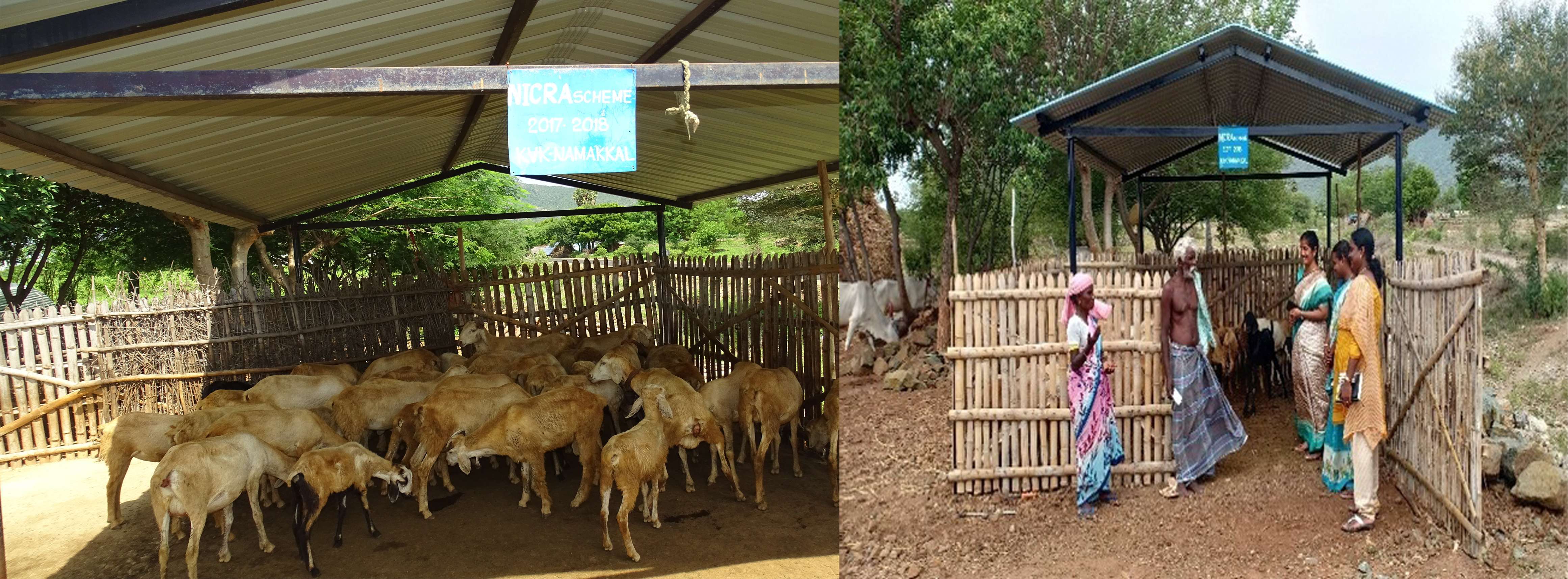 small ruminants shed to AESA