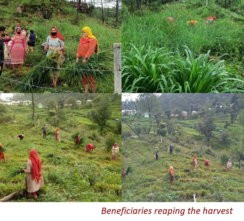 Beneficiaries reaping the harvest