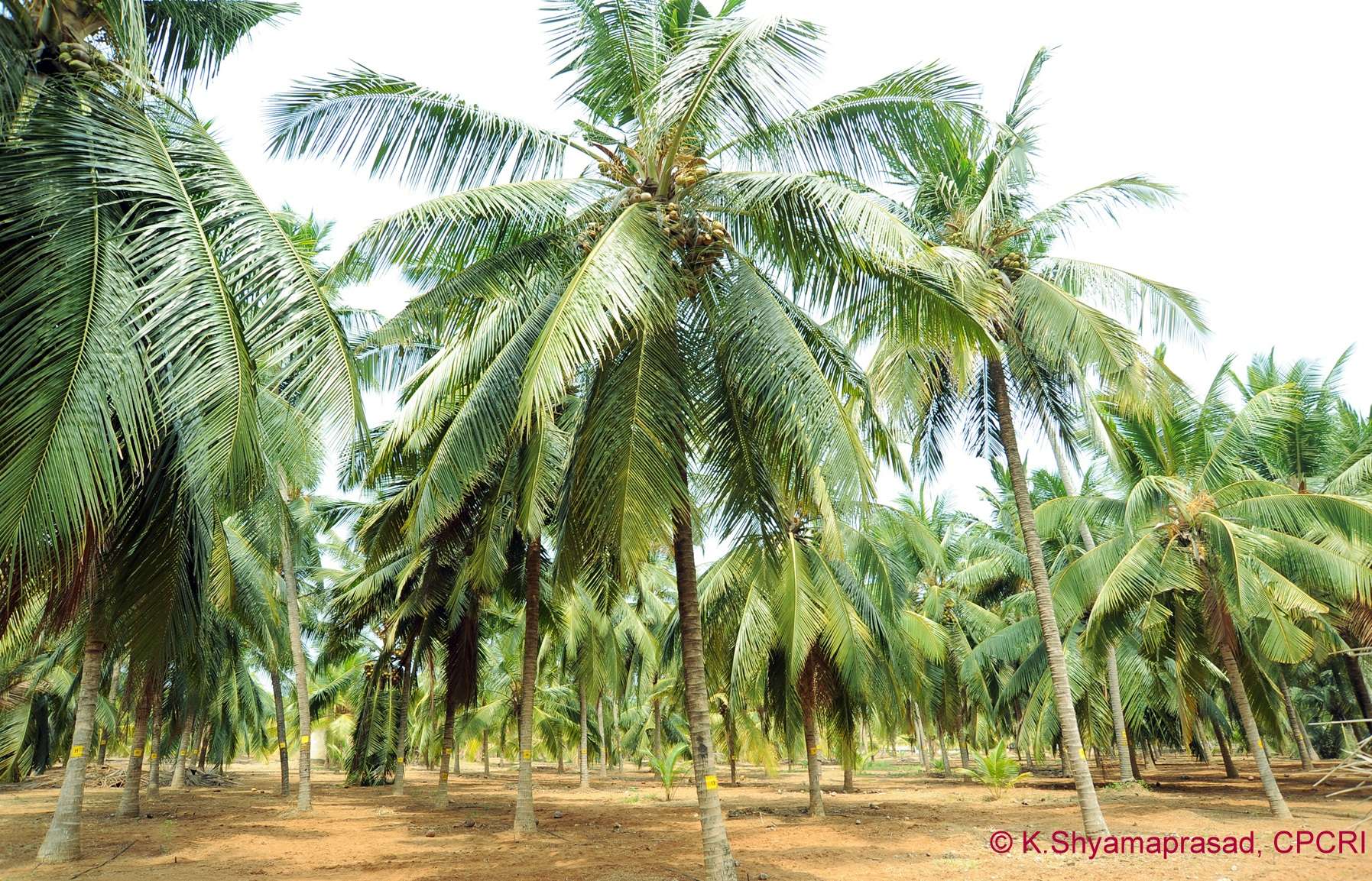 Coconut plantation2