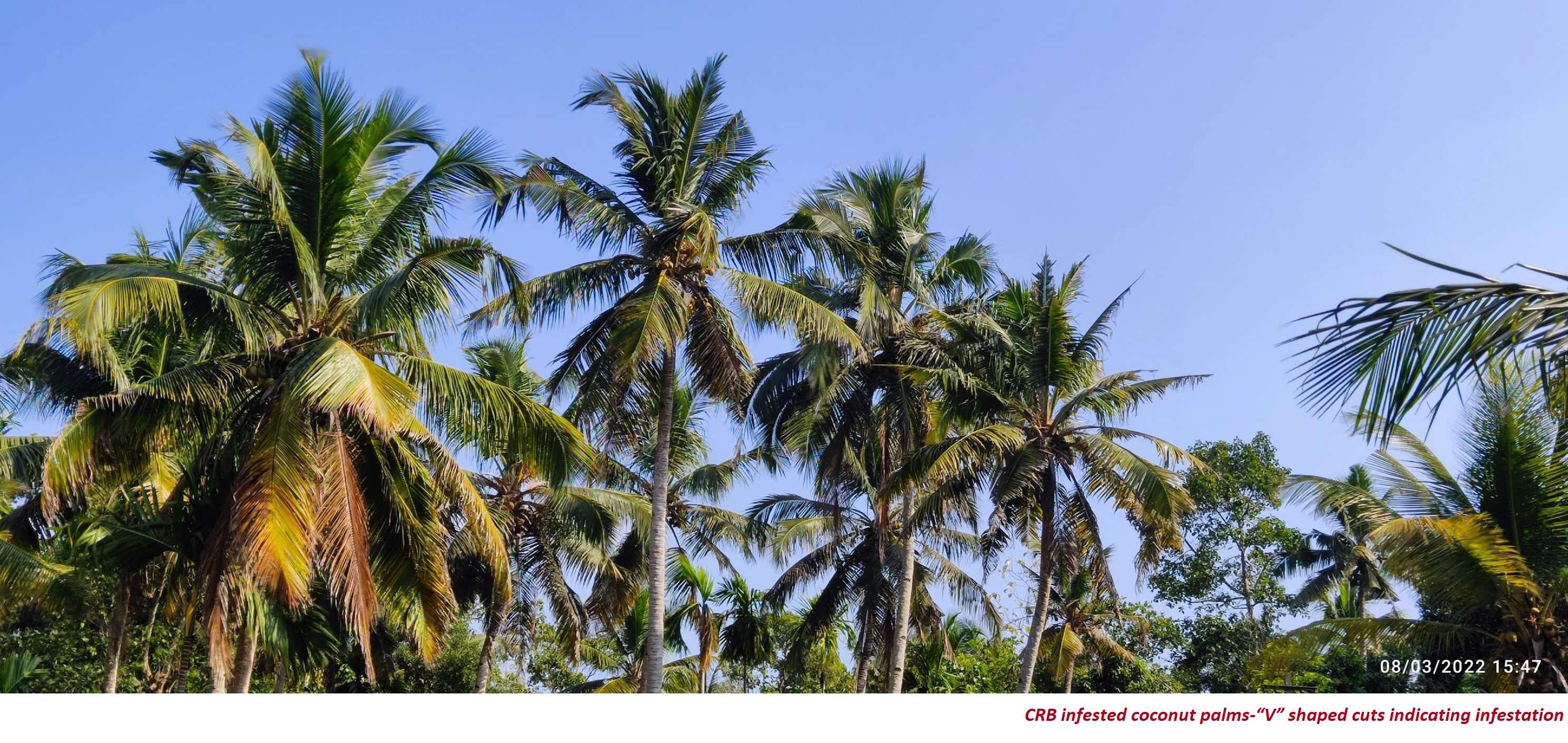CRB infested coconut palms (‘V’shaped cuts of pest infestation symptoms can be seen)