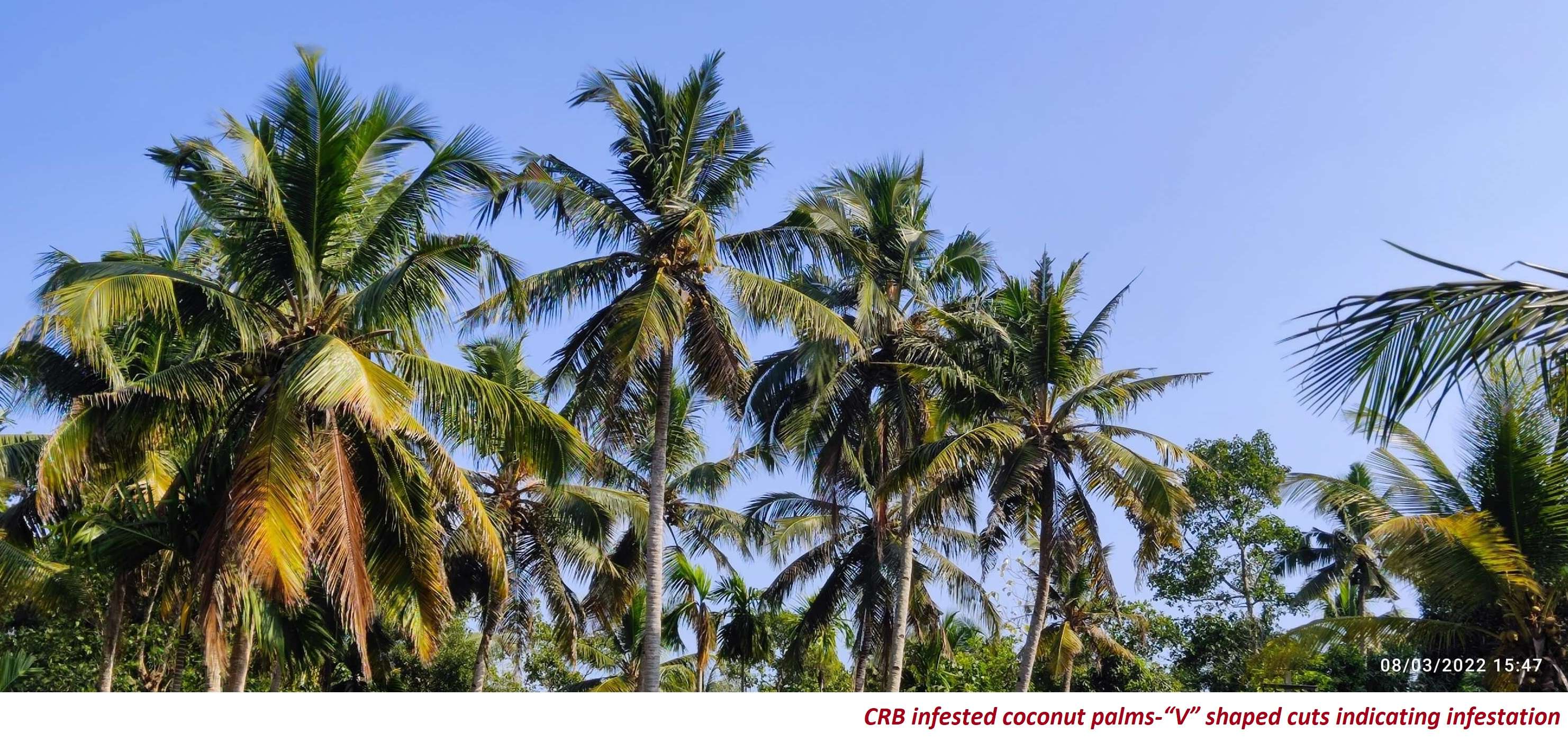 CRB infested coconut palms