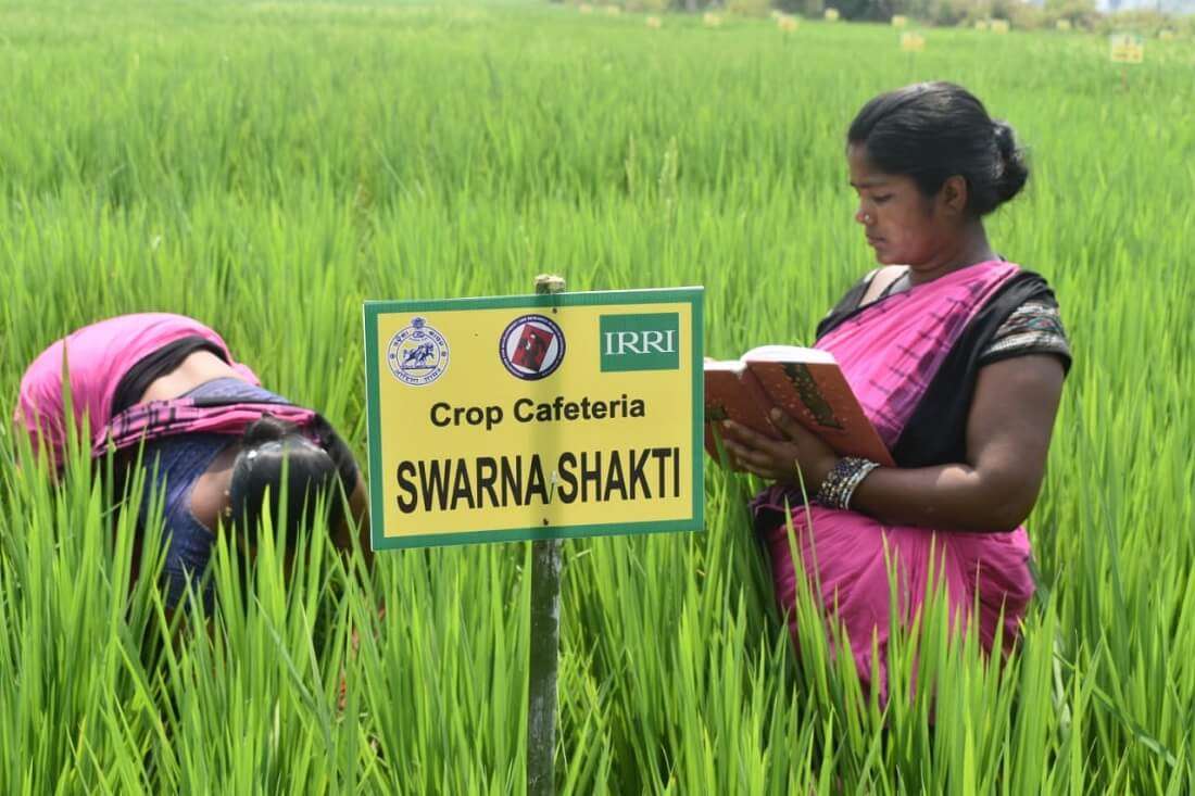 Women from a Sambalpur based SHG are monitoring crop growth of IRRI demnstrated new variety