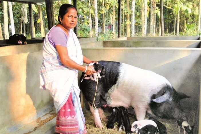 Farm woman caring newborn piglets (1)