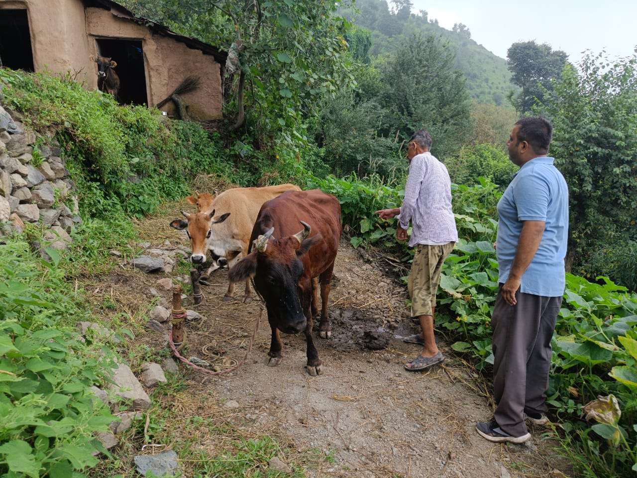 Cattle Owner with affected animal