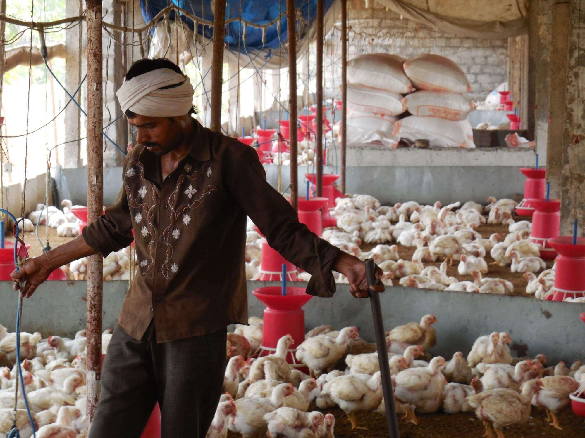 Contract Poultry Farming (1)