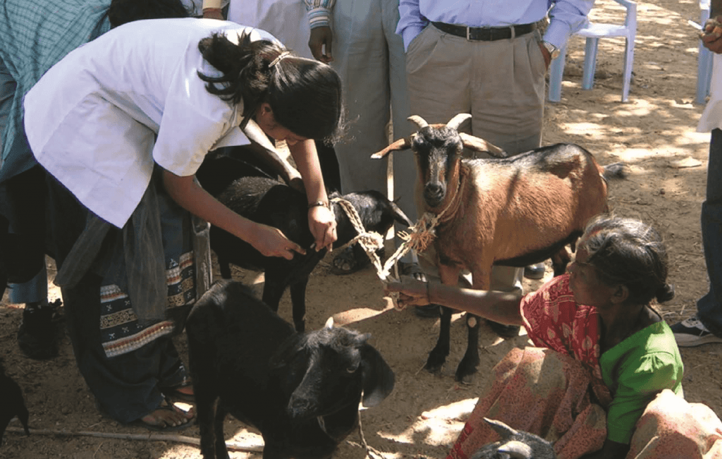 Blog 189Challenges for Veterinary Extension Professionals in the Changing Livestock Extension