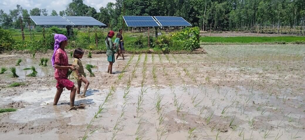 Farmers trained on the SRI method of rice cultivation under the Farmer Advisory service