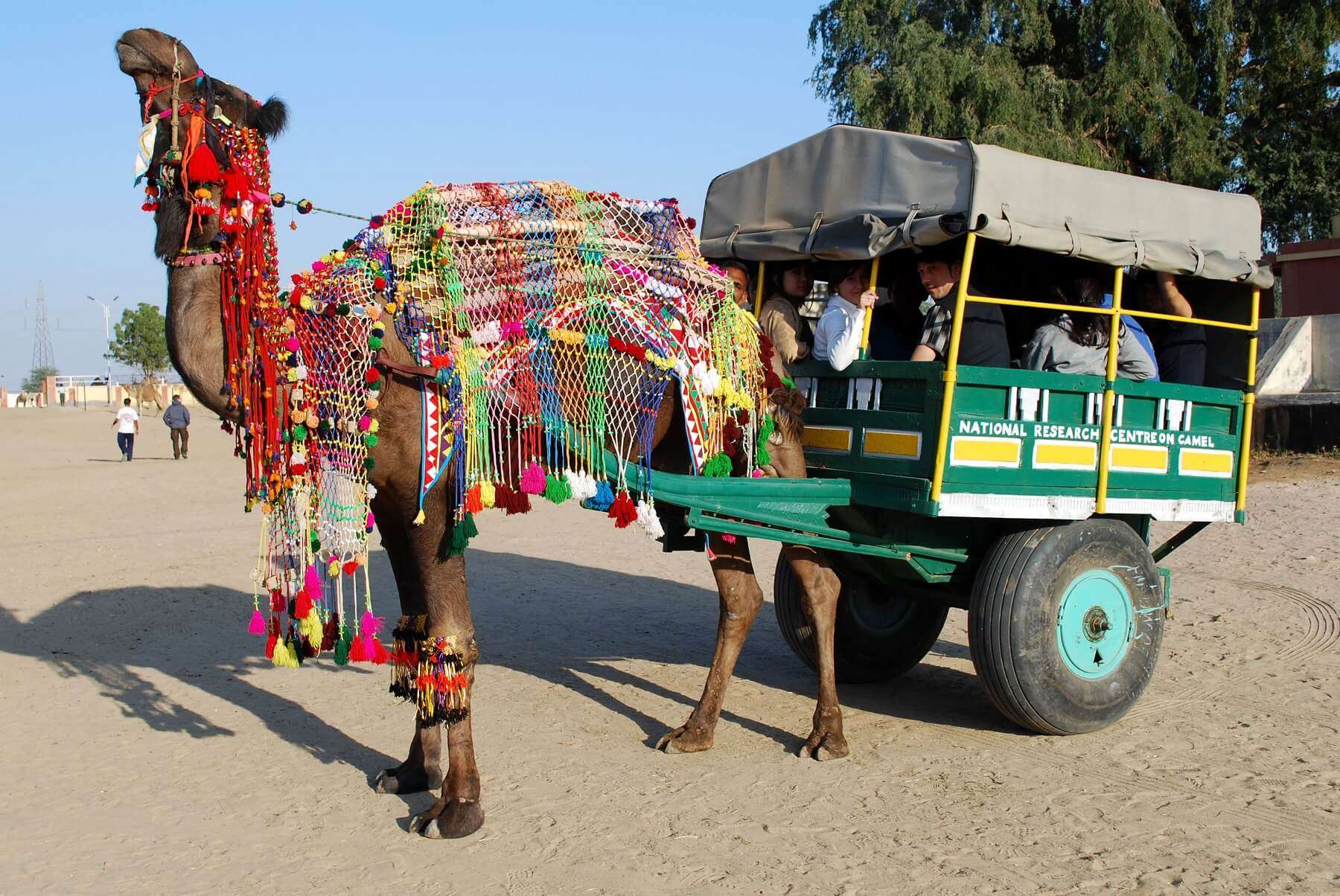 Camel Cart Riding to AESA