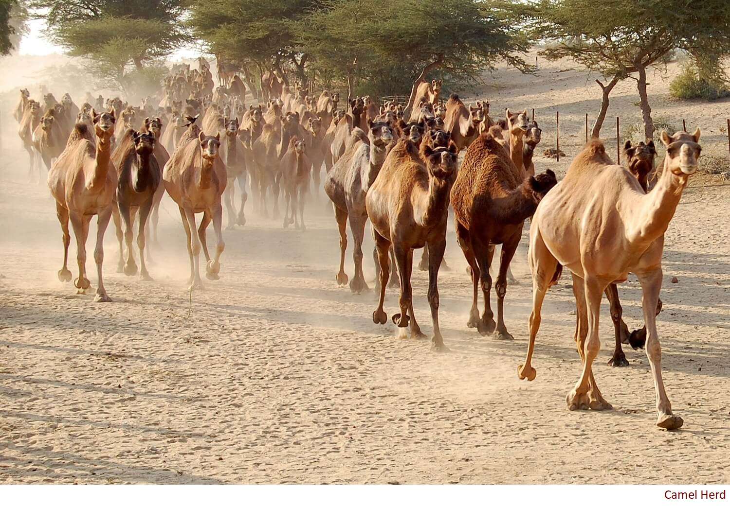 Camel Herd