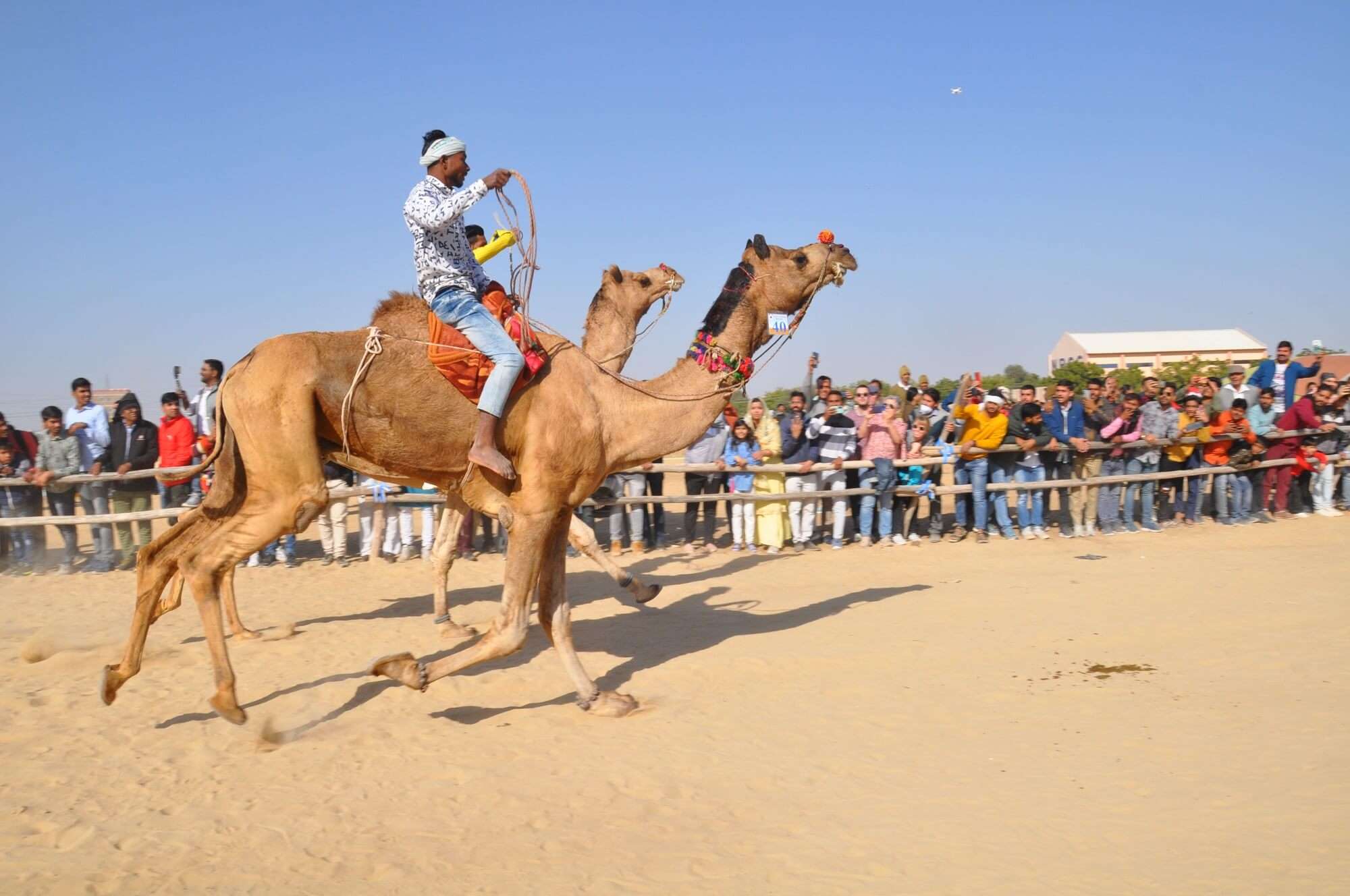 Camel Race (2)