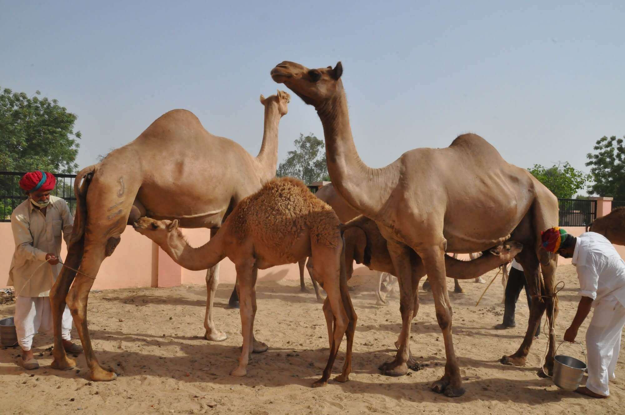 Milking of Camel